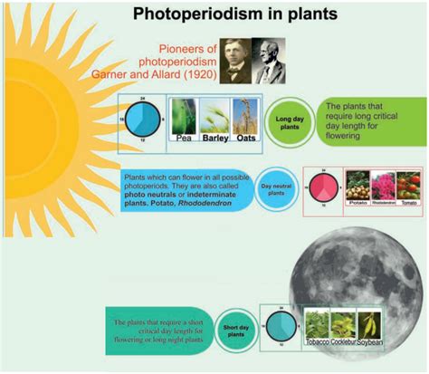 Photoperiodism