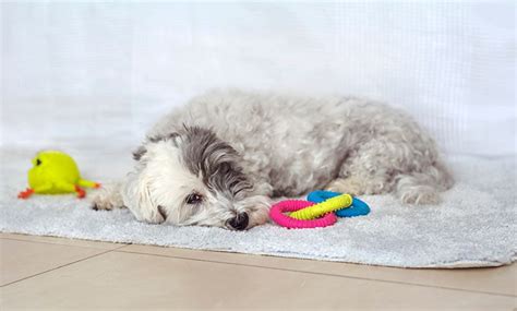 How Smart Is a Havanese? Here's What Science Says – Dogster