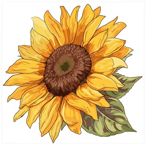 Otoño Girasol Clipart Ilustración De Un Girasol Con Grandes Hojas