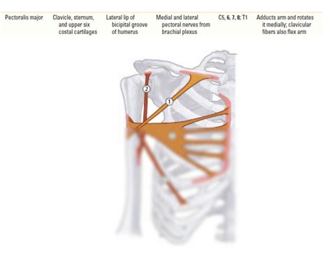 SOLUTION Humerus Muscles Studypool