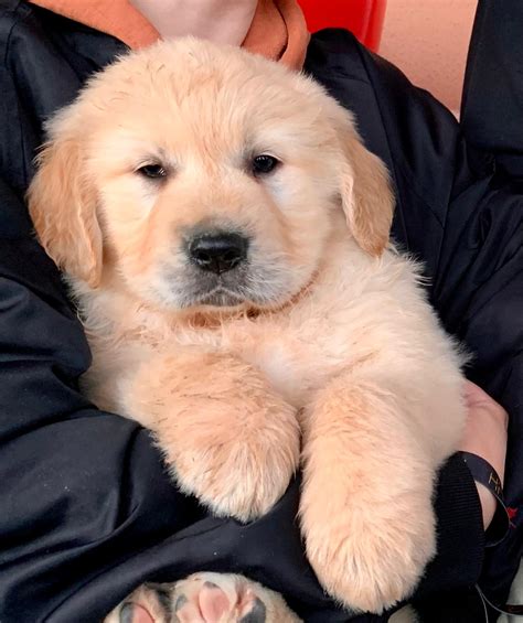 Criadero Canino Cachorros de Golden Retriever en España Radikaldogs