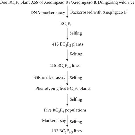 Stages in the life cycle of rice gall midge. ( A ) an adult rice gall ...