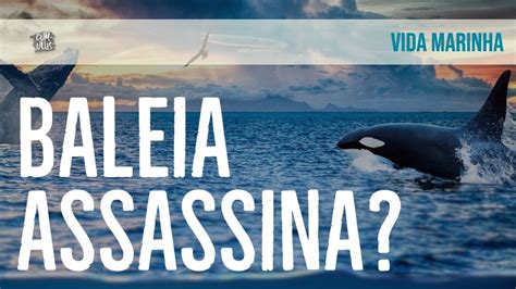 O Ataque De ORCAS A Uma Baleia JUBARTE Na Costa Do Rio De Janeiro YouTube