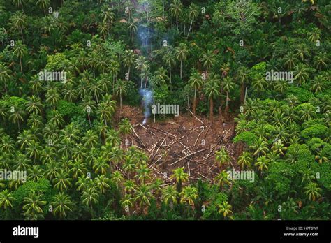 Traditional slash and burn clearcut in virgin lowland tropical ...