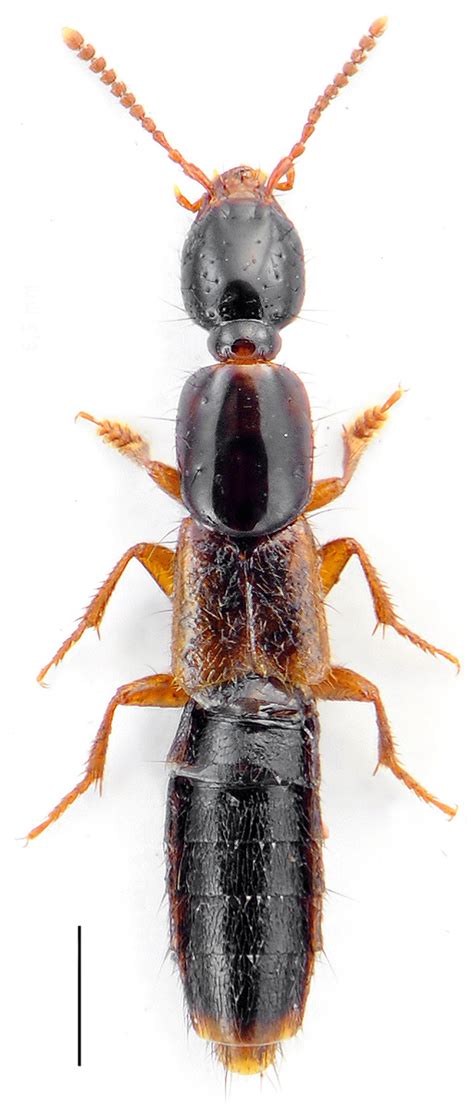 Réf 110188 INSECTA Coleoptera Staphylinidae Othius sp