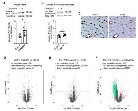 At Human C Max Equivalent Linagliptin Indirectly Increases Ser