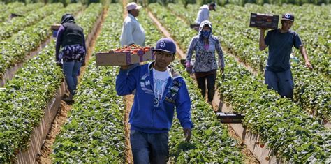 Lavoratori Stagionali Avviata Procedura Dinfrazione Della