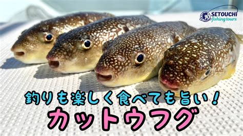 【カットウフグ】釣って楽しい！食べて美味しい♪一石二鳥な釣りに行ってきた In 岡山県宇野港発 瀬戸内海【フグ釣り】 Youtube