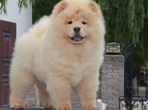 Female Chow Chow YAN HAUNG HUA MU LAN (Female) - Yan Huang Kennel