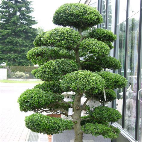 Jardins Bleus Les Arbustes D Ornement D Coratifs