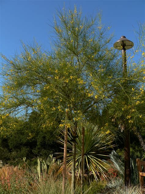 Photo 19481 Parkinsonia Aculeata Plant Lust