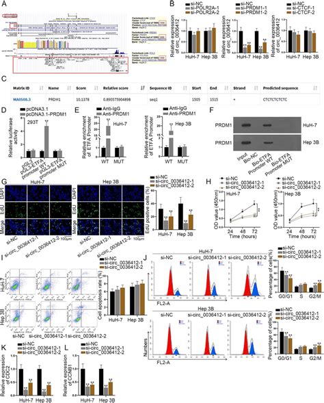 PRDM1 Activates Circ 0036412 Transcription To Facilitate The