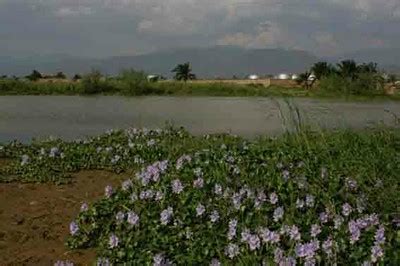 Invasive Species water hyacinth — Lake Tanganyika