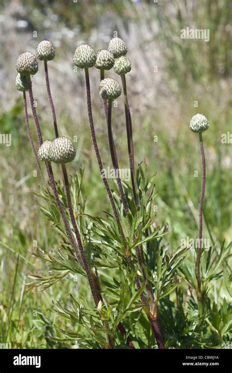 Native Anemone Anemone Multifida Fruits Glaciares National Park Road