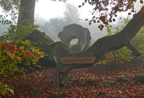 Wittgensteiner Land Pilzmuseum Bad Laasphe