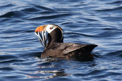 Tufted Puffin with fish.jpg | FWS.gov