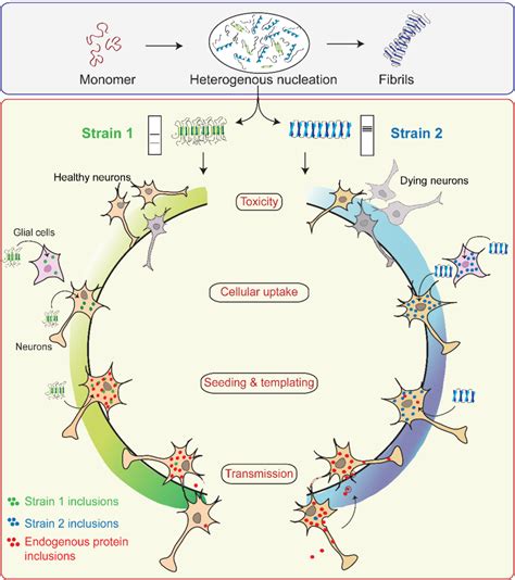 Pdf Structural And Functional Insights Into α Synuclein Fibril