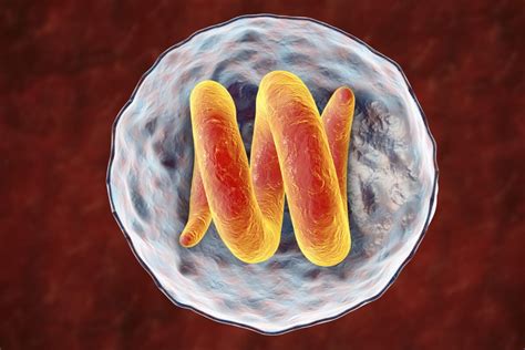 Triquinosis Como Prevenir La Enfermedad Y Que S Ntomas Genera