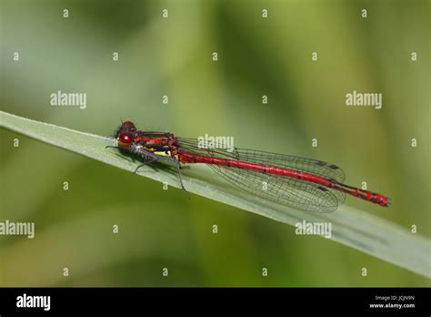 Large Red Damselfly Pyrrhosoma Nymphula On Blade Male Schleswig