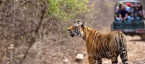 Golden Triangle Tour with Bharatpur Ranthambore Jaipur Delhi | Golden ...