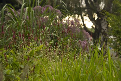 Persicaria Firetail H Scott Weber Flickr