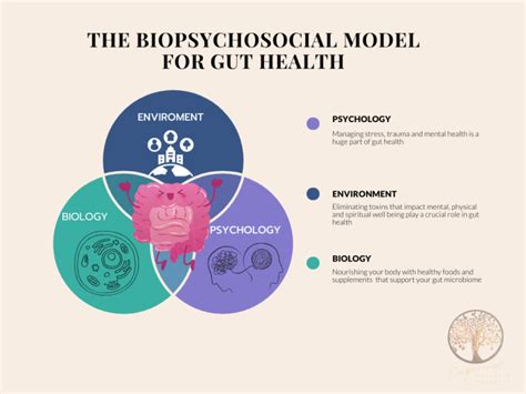 Biopsychosocial Model Venn Diagram 1 Empowered Wellness Coaching