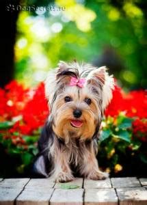 How Much Does A Yorkie Puppy Cost Yorkshire Terrier Price Ranges