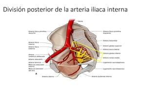 Estructuras Vasculonerviosas De La Pelvis Anatom A Ppt