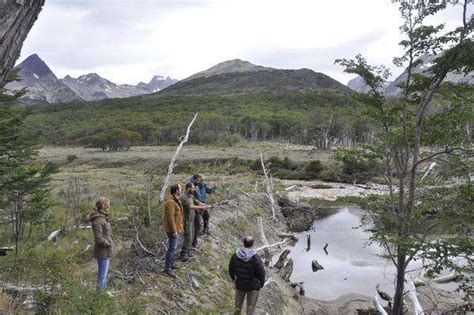 Impacto Del Castor En El Bosque Fueguino Funcionarios Nacionales Y