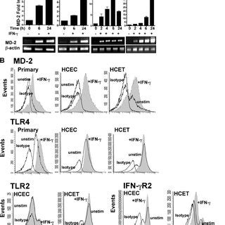 IFN Induced LPS Responsiveness In Human Corneal Epithelial Cells