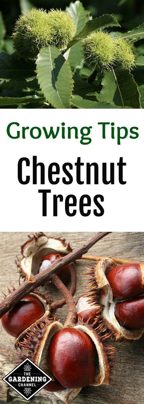 How To Grow Chestnuts Chestnut Trees Food Garden Edible Garden