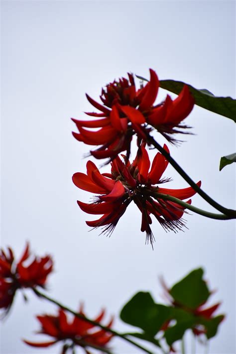Flower Red Devil - Free photo on Pixabay - Pixabay