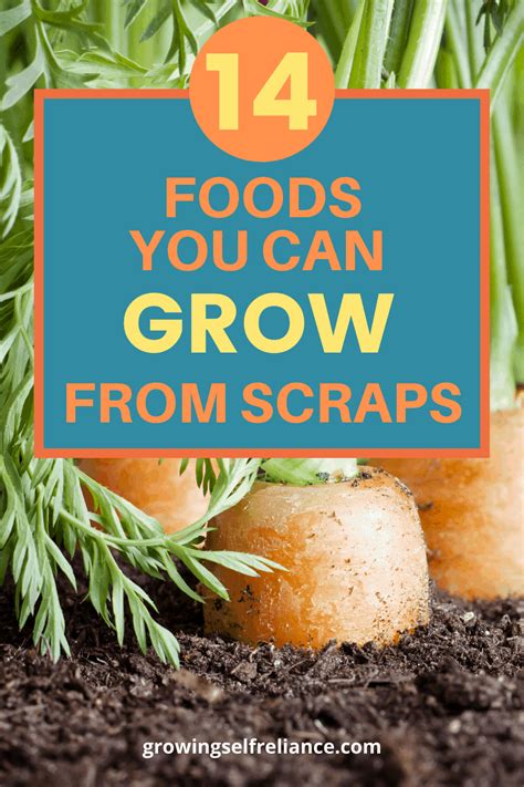 14 Foods You Can Grow From Scraps - Growing Self-Reliance