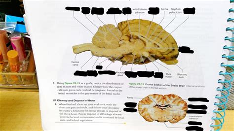 Sheep Brain And Cranial Nerves Diagram Quizlet