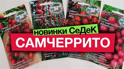 ТОМАТЫ САМЧЕРРИТО 🍅 🍅 🍅 Обзор супер новинок СеДеК @agrocompany_sedek ...