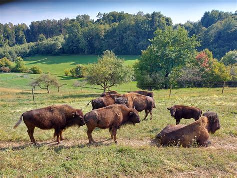 Tatanka Bisonzucht - genusscard.at