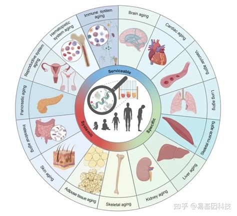 “衰老标志物”重磅综述：细胞衰老、器官衰老、衰老时钟及其应用