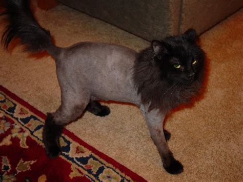 Why You Should Get Your Cat a 'Lion Cut' this Summer