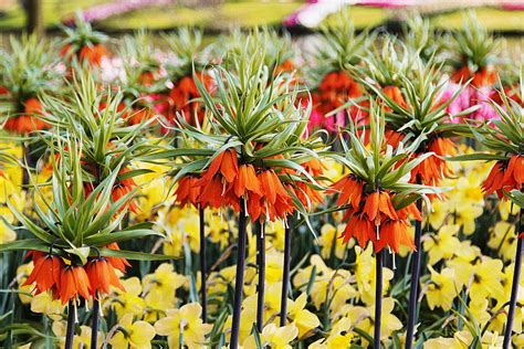 Событие дня: Открытие парка Кекенхоф в Нидерландах