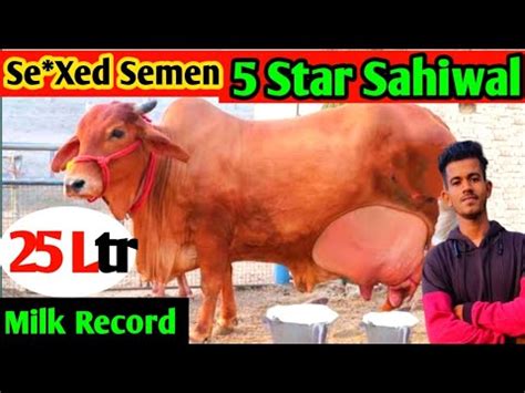 Highest Milking Record Sahiwal Cows SAG ABS KGSG Sahiwal Bulls Of