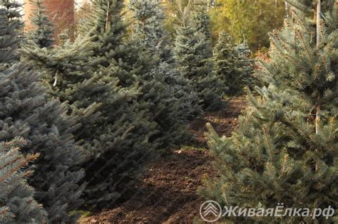 Купить живую елку в интернет магазине ЖиваяЁлка.рф - доставка, самовывоз