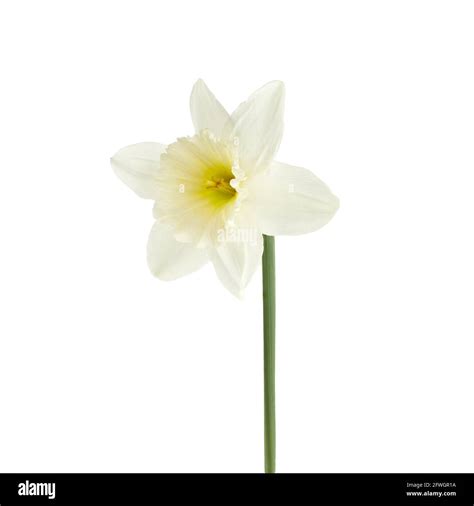 Beautiful narcissus flower isolated on white background, inclusive ...