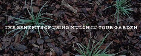 Benefits Of Using Mulch In Your Garden Denbow