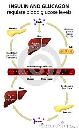 Insulin And Glucagon Vector Illustration | CartoonDealer.com #53710908