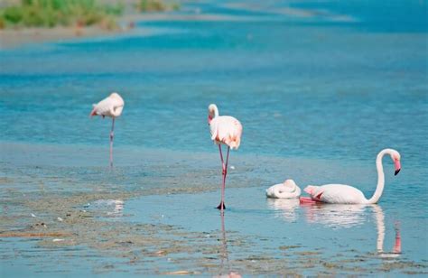 Molentargius Saline Regional Park Parco Naturale Regionale