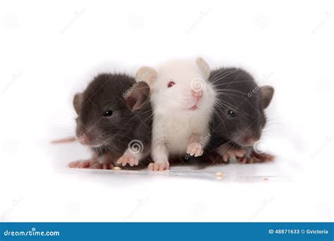 Baby rats stock image. Image of tiny, brown, background - 48871633