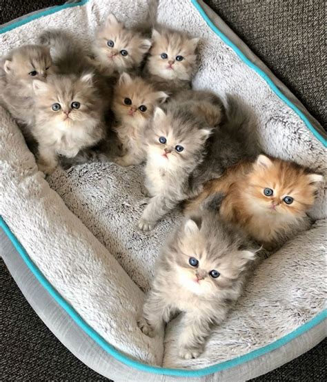 Persian kittens Baby katzen Süße tiere Katzen