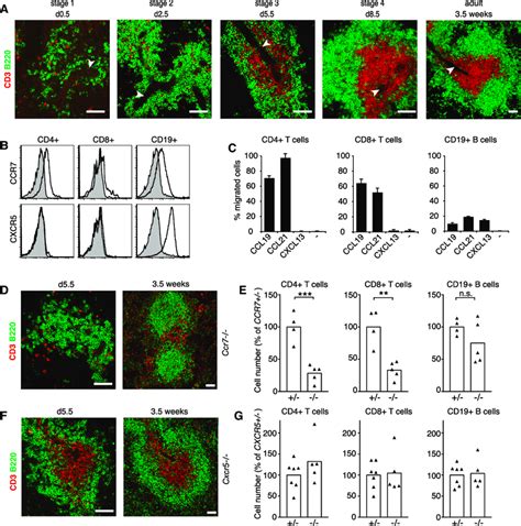 Ccr But Not Cxcr Is Critical For White Pulp Colonization By T