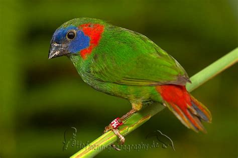 Red Eared Parrotfinch Erythrura Coloria Colorful Birds Small Birds