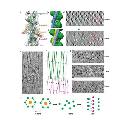 Structure and organisation of thin filaments in the I-band. a,... | Download Scientific Diagram